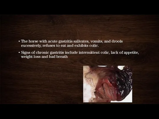 The horse with acute gastritis salivates, vomits, and drools excessively,