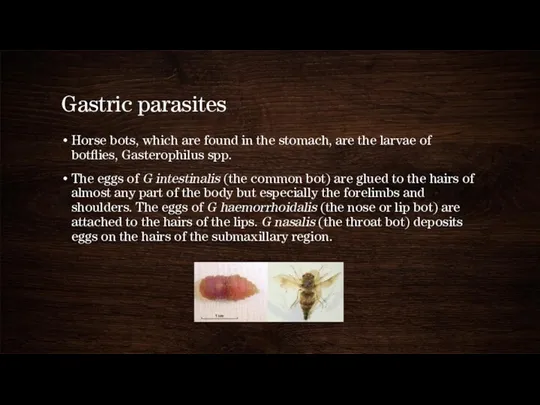 Gastric parasites Horse bots, which are found in the stomach, are the larvae