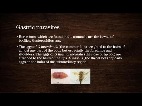 Gastric parasites Horse bots, which are found in the stomach,