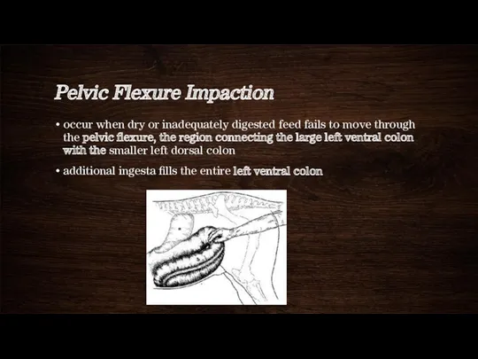 Pelvic Flexure Impaction occur when dry or inadequately digested feed fails to move