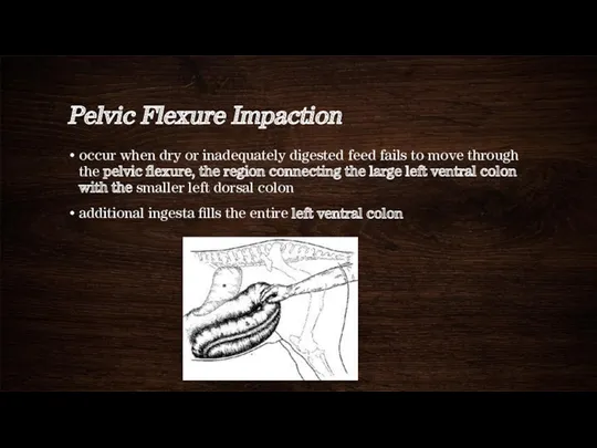 Pelvic Flexure Impaction occur when dry or inadequately digested feed