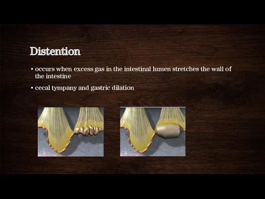 Distention occurs when excess gas in the intestinal lumen stretches the wall of