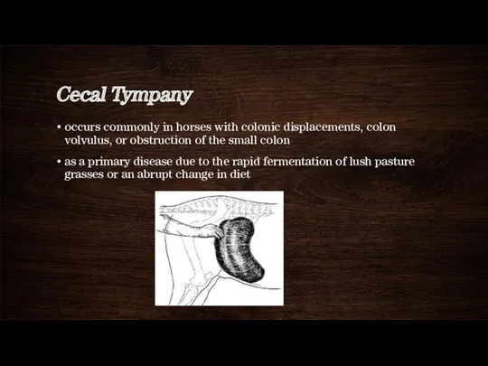 Cecal Tympany occurs commonly in horses with colonic displacements, colon volvulus, or obstruction