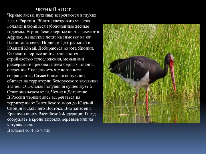 ЧЕРНЫЙ АИСТ Черные аисты пугливы; встречаются в глухих лесах Евразии.