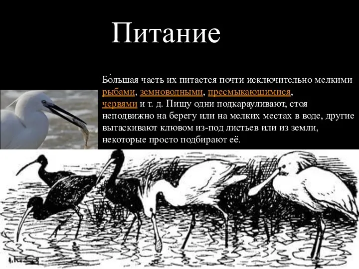 Бо́льшая часть их питается почти исключительно мелкими рыбами, земноводными, пресмыкающимися,