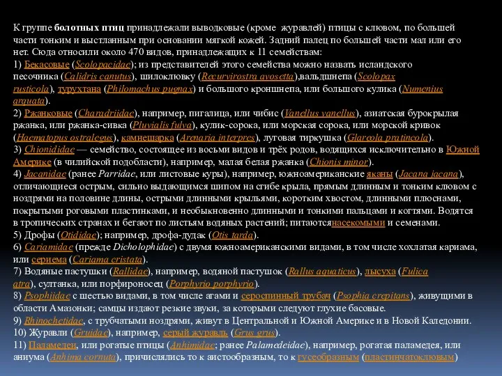 К группе болотных птиц принадлежали выводковые (кроме журавлей) птицы с