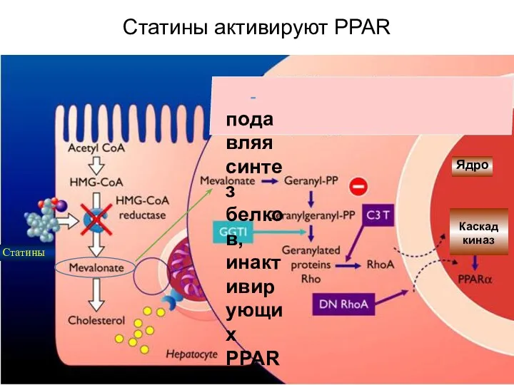 Статины активируют PPAR