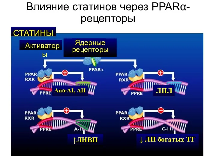 Влияние статинов через PPARα-рецепторы Апо-АI, АII ЛПЛ ↑ЛНВП ↓ ЛП богатых ТГ Ядерные рецепторы СТАТИНЫ ↑Активаторы