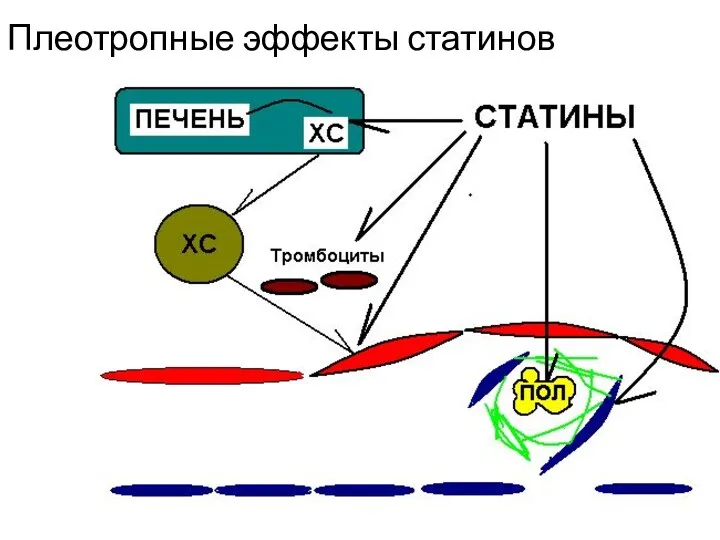 Плеотропные эффекты статинов