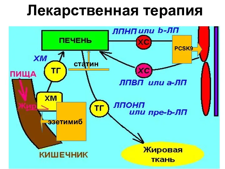 статин эзетимиб PCSK9 Лекарственная терапия