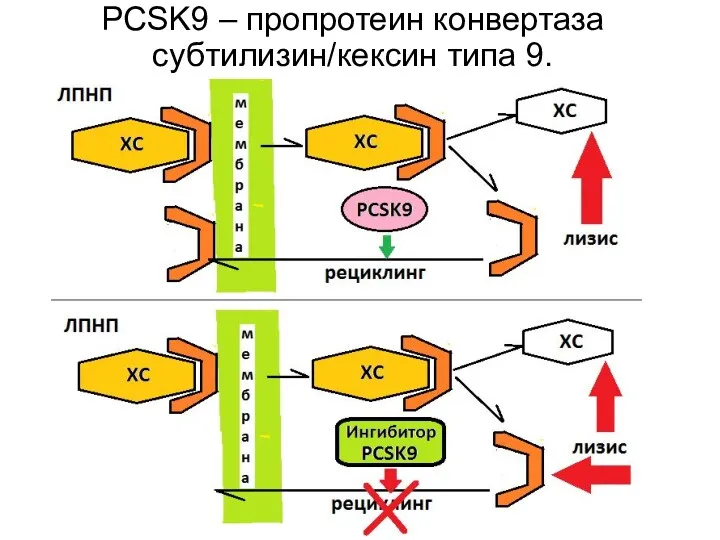 PCSK9 – пропротеин конвертаза субтилизин/кексин типа 9.