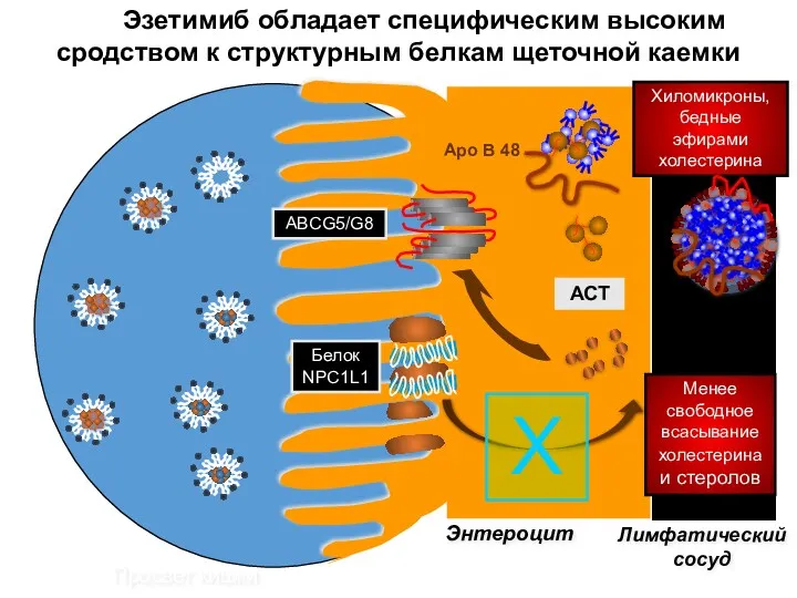 Лимфатический сосуд Apo B 48 АСТ Хиломикроны, бедные эфирами холестерина
