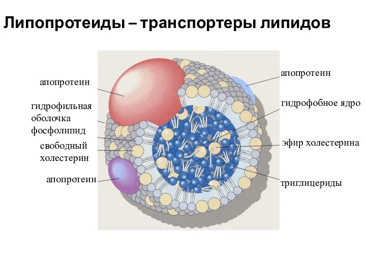 Липопротеиды – транспортеры липидов апопротеин гидрофильная оболочка фосфолипид свободный холестерин