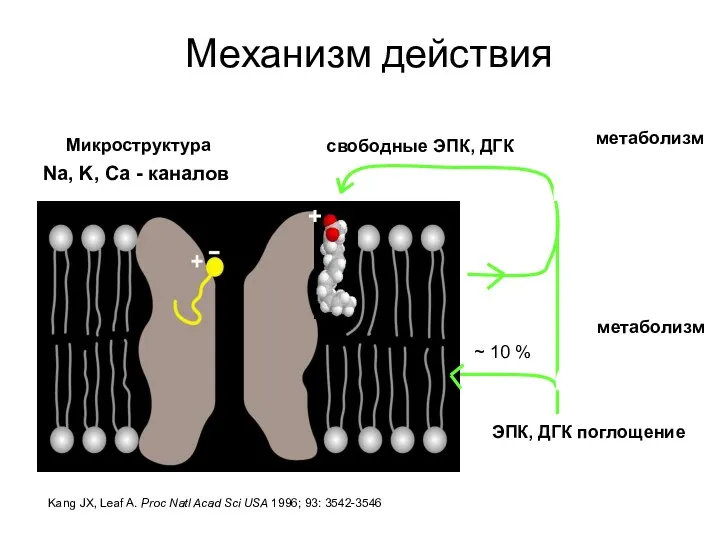 Механизм действия Kang JX, Leaf A. Proc Natl Acad Sci