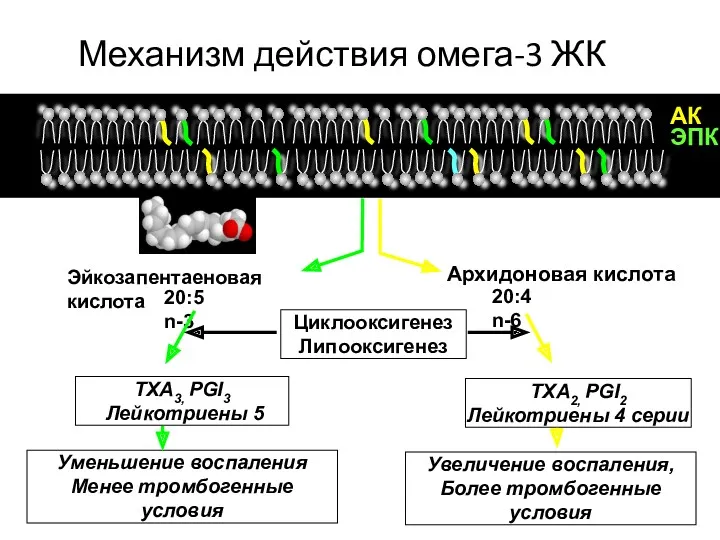 Архидоновая кислота 20:4 n-6 Эйкозапентаеновая кислота 20:5 n-3 AК ЭПК