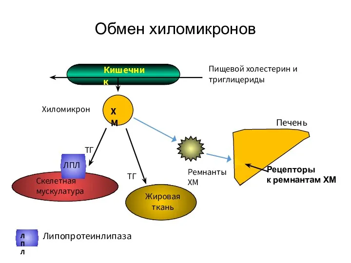 Обмен хиломикронов Кишечник Скелетная мускулатура Жировая ткань Хиломикрон Ремнанты ХМ