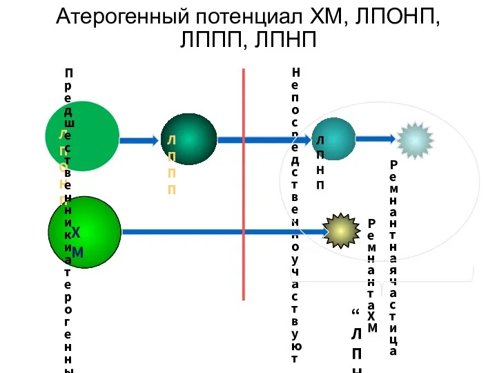 Атерогенный потенциал ХМ, ЛПОНП, ЛППП, ЛПНП ЛПОНП ХМ ЛППП Непосредственно
