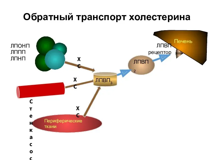 Обратный транспорт холестерина Печень ЛПВП рецептор Периферические ткани Стенка сосуда ЛПВП2 ХС ХС ХС ЛПВП3