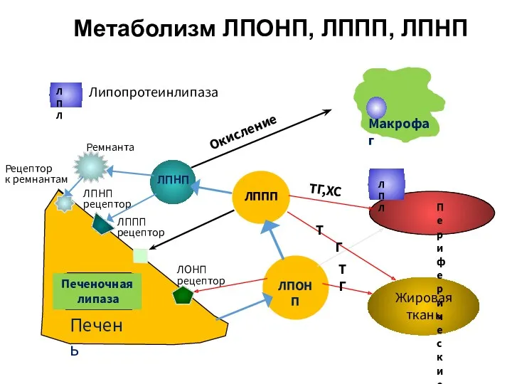 Метаболизм ЛПОНП, ЛППП, ЛПНП