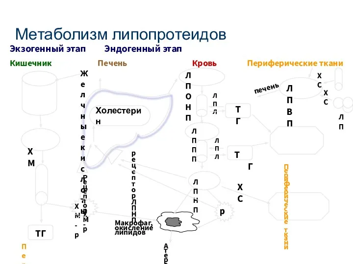 Метаболизм липопротеидов ЛПОНП ЛПЛ ТГ ЛППП ЛПНП рецептор ЛПНП Атеросклеротическая