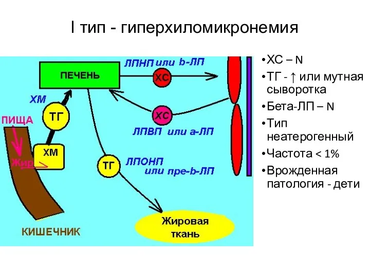 I тип - гиперхиломикронемия ХС – N ТГ - ↑