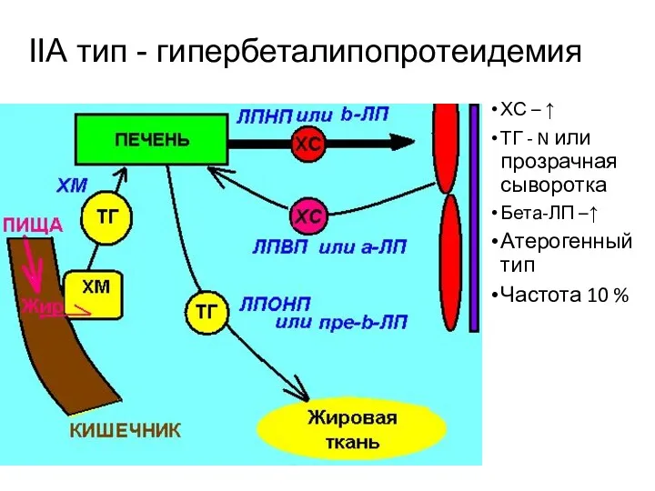 IIА тип - гипербеталипопротеидемия ХС – ↑ ТГ - N