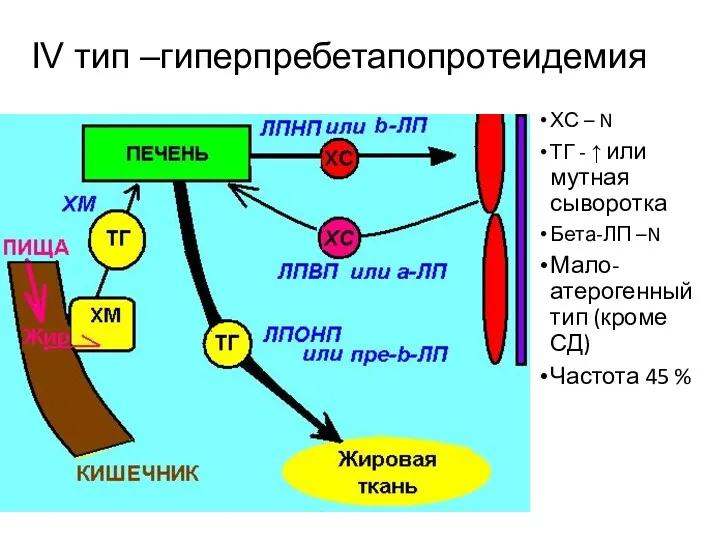 IV тип –гиперпребетапопротеидемия ХС – N ТГ - ↑ или