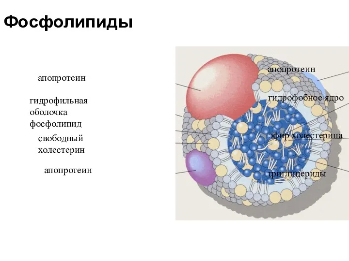 Фосфолипиды апопротеин гидрофильная оболочка фосфолипид свободный холестерин апопротеин гидрофобное ядро апопротеин эфир холестерина триглицериды
