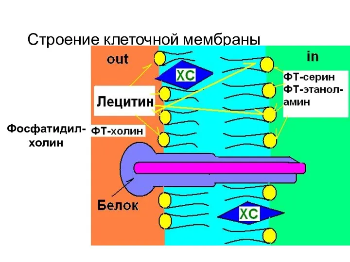 Строение клеточной мембраны Фосфатидил-холин