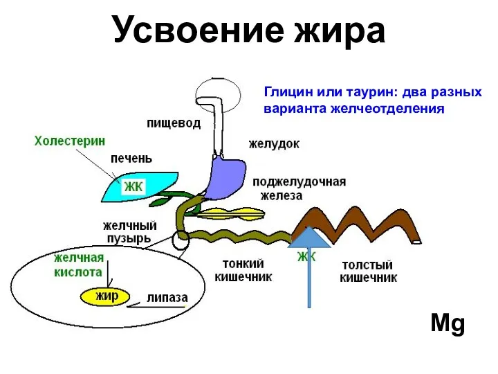 Усвоение жира Таурохолевая ЖК ↓ ХС ТГ клетчатка Mg Глицин или таурин: два разных варианта желчеотделения