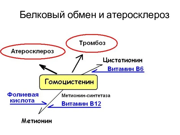 Белковый обмен и атеросклероз