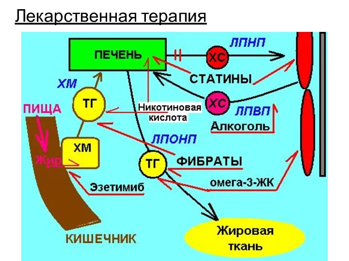 Лекарственная терапия