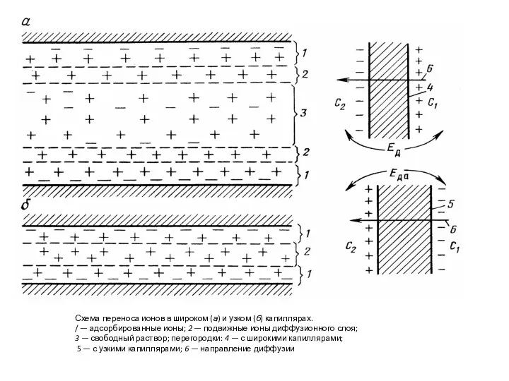 Схема переноса ионов в широком (а) и узком (б) капиллярах.