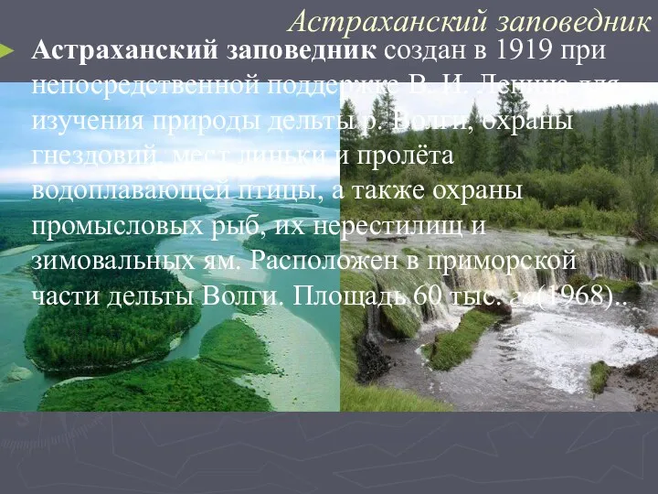 Астраханский заповедник Астраханский заповедник создан в 1919 при непосредственной поддержке