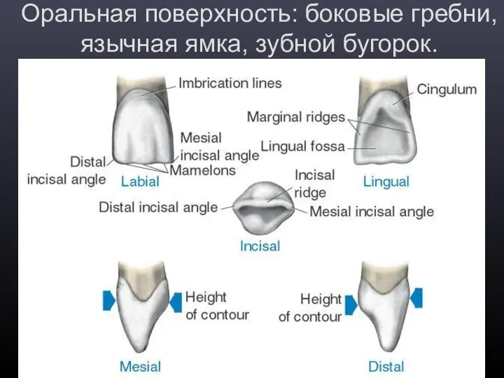Оральная поверхность: боковые гребни, язычная ямка, зубной бугорок.