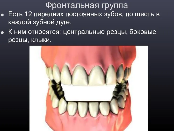 Фронтальная группа Есть 12 передних постоянных зубов, по шесть в