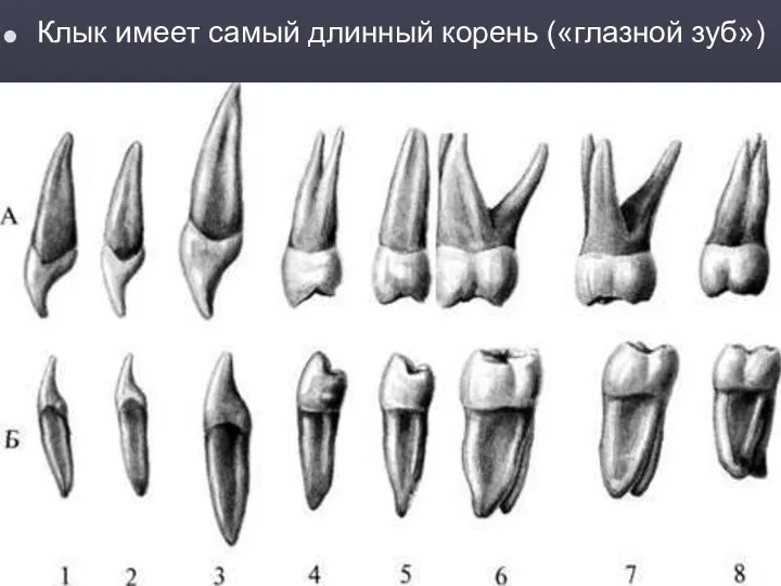 Клык имеет самый длинный корень («глазной зуб»)