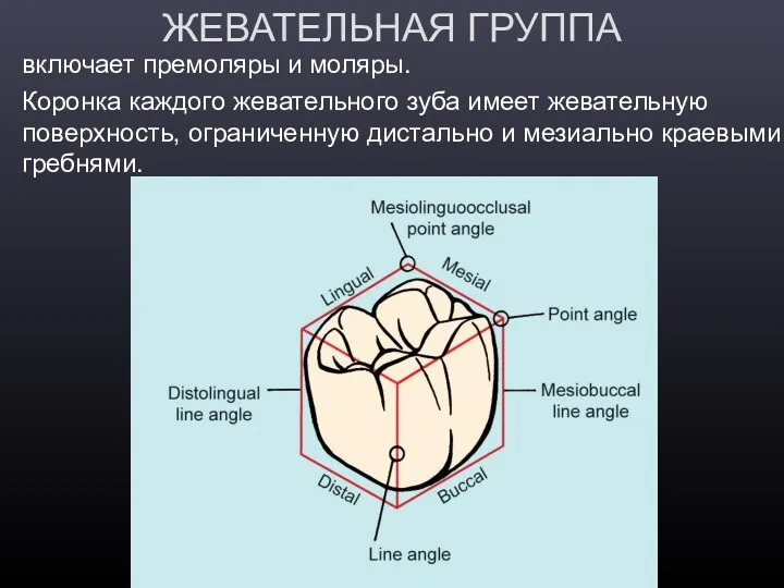 ЖЕВАТЕЛЬНАЯ ГРУППА включает премоляры и моляры. Коронка каждого жевательного зуба