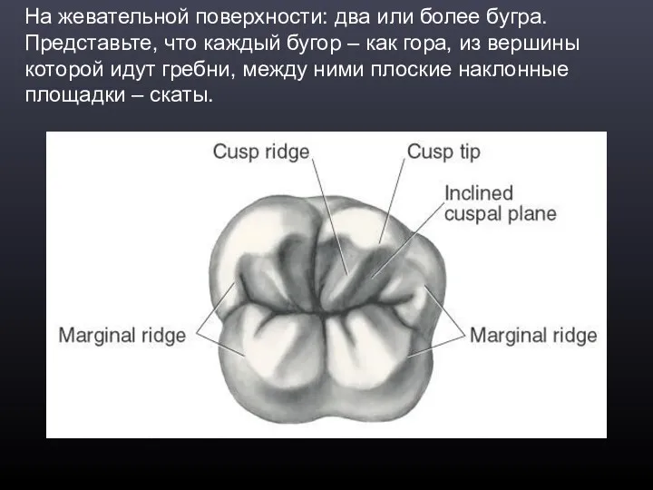 На жевательной поверхности: два или более бугра. Представьте, что каждый