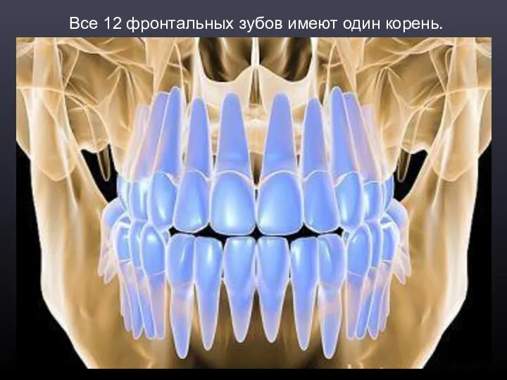 Все 12 фронтальных зубов имеют один корень.