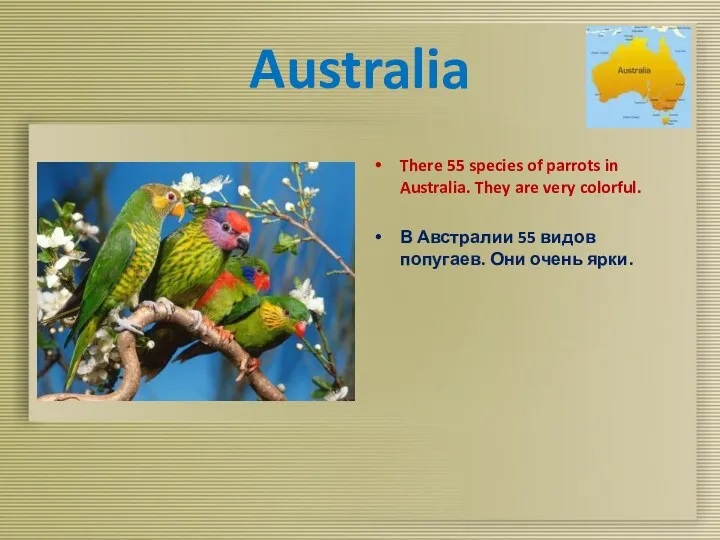 Australia There 55 species of parrots in Australia. They are