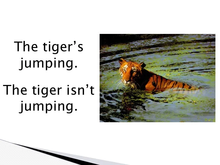 The tiger’s jumping. The tiger isn’t jumping.