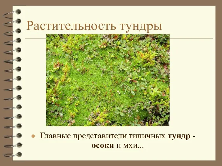 Растительность тундры Главные представители типичных тундр - осоки и мхи...