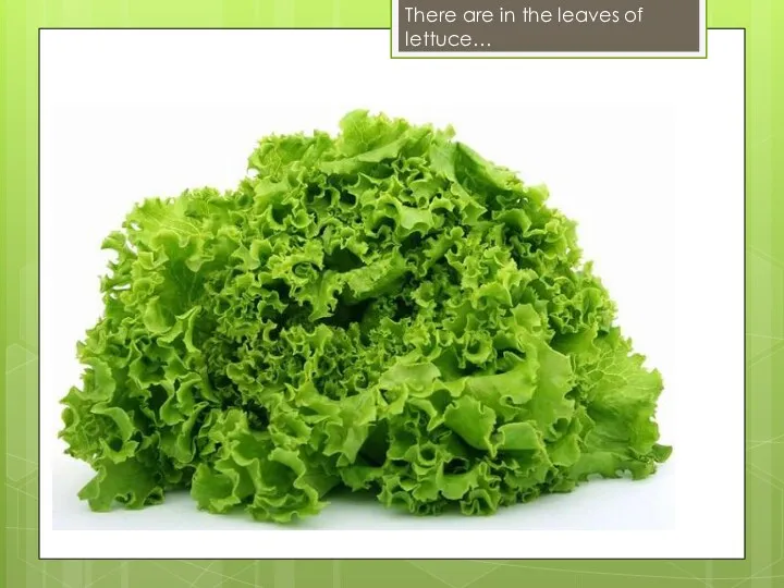 There are in the leaves of lettuce…