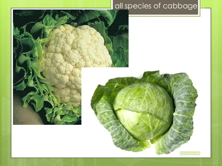 all species of cabbage…
