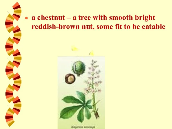 a chestnut – a tree with smooth bright reddish-brown nut, some fit to be eatable