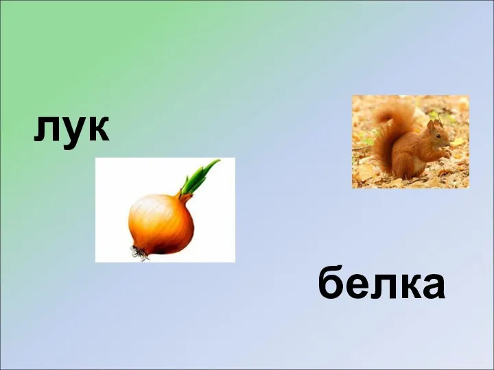 лук белка