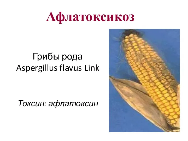 Грибы рода Aspergillus flavus Link Токсин: афлатоксин Афлатоксикоз