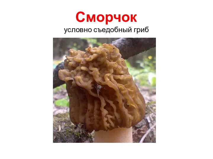 Сморчок условно съедобный гриб
