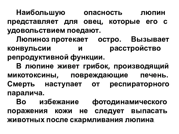 Наибольшую опасность люпин представляет для овец, которые его с удовольствием